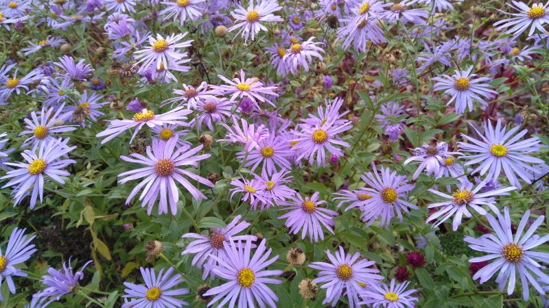 Aster xfrikartii  'Mönch'